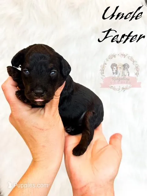 Uncle Fester Addams – Aussiedoodle, Bernedoodle puppy for sale in Corydon, IN