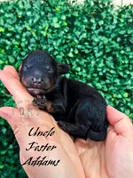 Uncle Fester Addams, a male Aussiedoodle and Bernedoodle for sale in Corydon, IN – Photo 2 of 2