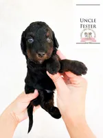 Uncle Fester Addams, a male Aussiedoodle and Bernedoodle for sale in Corydon, IN – Photo 1 of 4