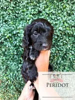 Peridot, a female Aussiedoodle for sale in Corydon, IN – 5 of 6