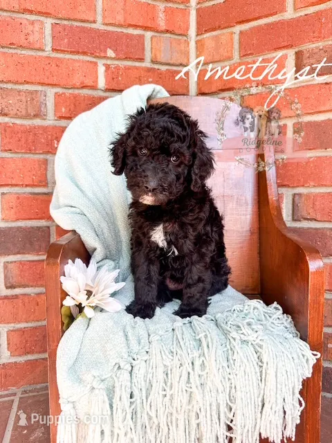 Amethyst – Aussiedoodle puppy for sale in Corydon, IN