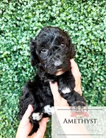 Amethyst, a female Aussiedoodle for sale in Corydon, IN – 4 of 4