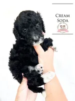 Cream Soda, a female Aussiedoodle for sale in Corydon, IN – Photo 1 of 3