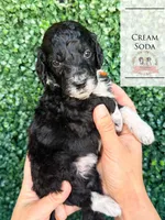 Cream Soda, a female Aussiedoodle for sale in Corydon, IN – Photo 2 of 3