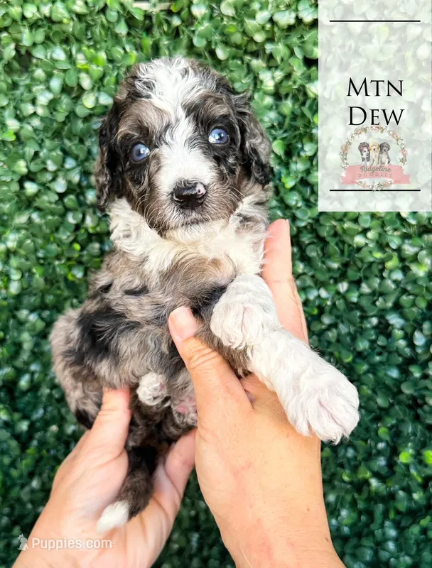 Mtn Dew – Aussiedoodle puppy for sale in Corydon, IN