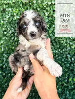 Mtn Dew, a male Aussiedoodle for sale in Corydon, IN – Photo 1 of 3