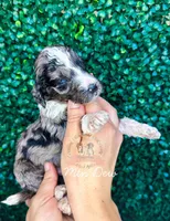 Mtn Dew, a male Aussiedoodle for sale in Corydon, IN – Photo 2 of 2