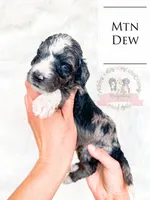 Mtn Dew, a male Aussiedoodle for sale in Corydon, IN – Photo 1 of 2