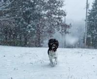 Araya, a female Poodle - Multi-Colored Standard for sale in Corydon, IN – 7 of 8