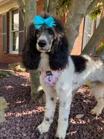 Araya, a female Poodle - Multi-Colored Standard for sale in Corydon, IN – 3 of 8