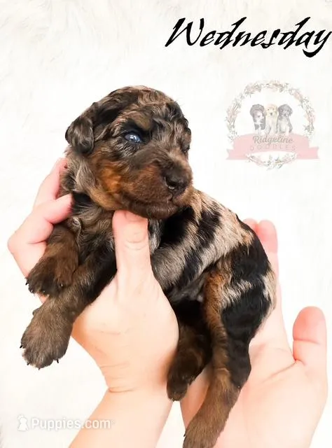 Wednesday Addams – Aussiedoodle, Bernedoodle puppy for sale in Corydon, IN