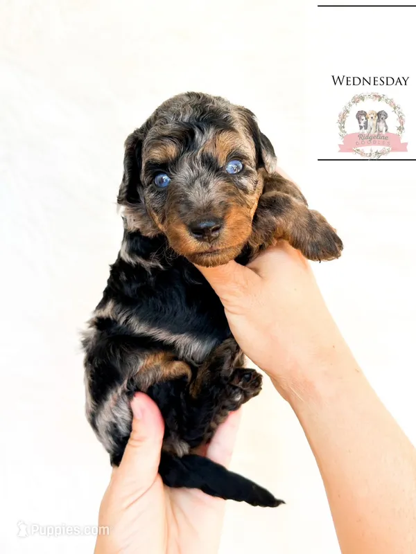 Wednesday Addams, a female Aussiedoodle and Bernedoodle for sale in Corydon, IN – Photo 1 of 4