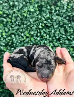 Wednesday Addams, a female Aussiedoodle and Bernedoodle for sale in Corydon, IN – Photo 4 of 4