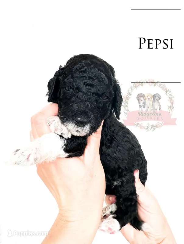 Pepsi – Aussiedoodle puppy for sale in Corydon, IN