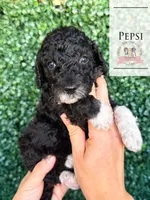 Pepsi, a female Aussiedoodle for sale in Corydon, IN – Photo 1 of 3
