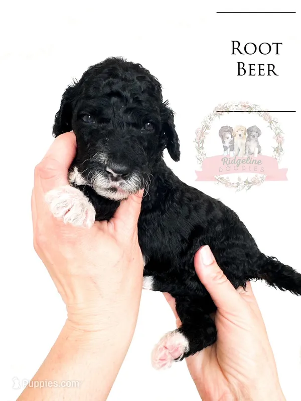 Root Beer – Aussiedoodle puppy for sale in Corydon, IN