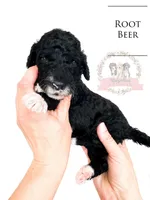 Root Beer, a female Aussiedoodle for sale in Corydon, IN – Photo 1 of 2