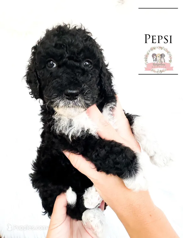 Pepsi – Aussiedoodle puppy for sale in Corydon, IN