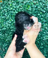 Root Beer, a female Aussiedoodle for sale in Corydon, IN – Photo 2 of 2