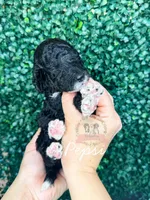 Pepsi, a female Aussiedoodle for sale in Corydon, IN – Photo 2 of 2