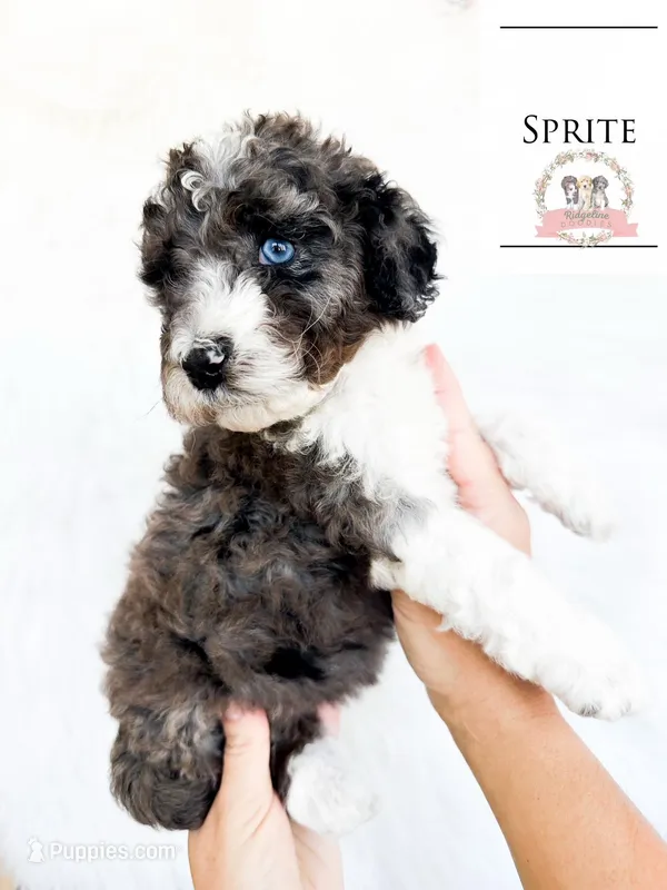 Sprite – Aussiedoodle puppy for sale in Corydon, IN