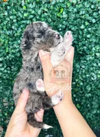 Sprite, a female Aussiedoodle for sale in Corydon, IN – Photo 2 of 2