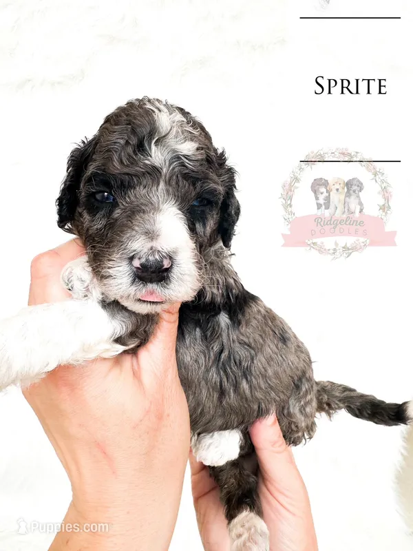 Sprite – Aussiedoodle puppy for sale in Corydon, IN