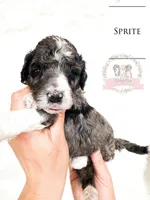 Sprite, a female Aussiedoodle for sale in Corydon, IN – Photo 1 of 2