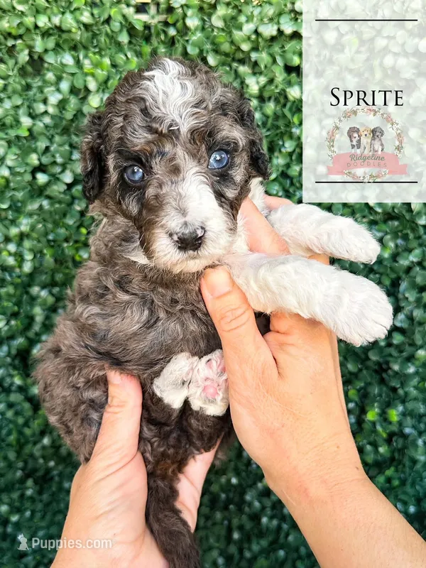 Sprite – Aussiedoodle puppy for sale in Corydon, IN