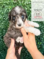 Sprite, a female Aussiedoodle for sale in Corydon, IN – Photo 1 of 3