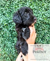 Peridot, a female Aussiedoodle for sale in Corydon, IN – 3 of 6