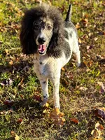 Araya, a female Poodle - Multi-Colored Standard for sale in Corydon, IN – 6 of 8