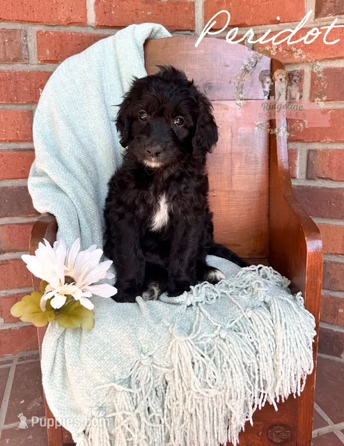 Peridot – Aussiedoodle puppy for sale in Corydon, IN
