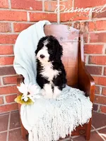 Diamond, a female Aussiedoodle for sale in Corydon, IN – 2 of 6