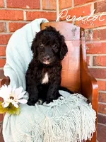 Peridot, a female Aussiedoodle for sale in Corydon, IN – 2 of 6