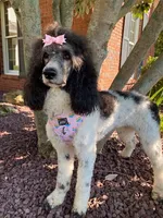 Araya, a female Poodle - Multi-Colored Standard for sale in Corydon, IN – 4 of 8