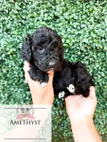 Amethyst, a female Aussiedoodle for sale in Corydon, IN – 3 of 4