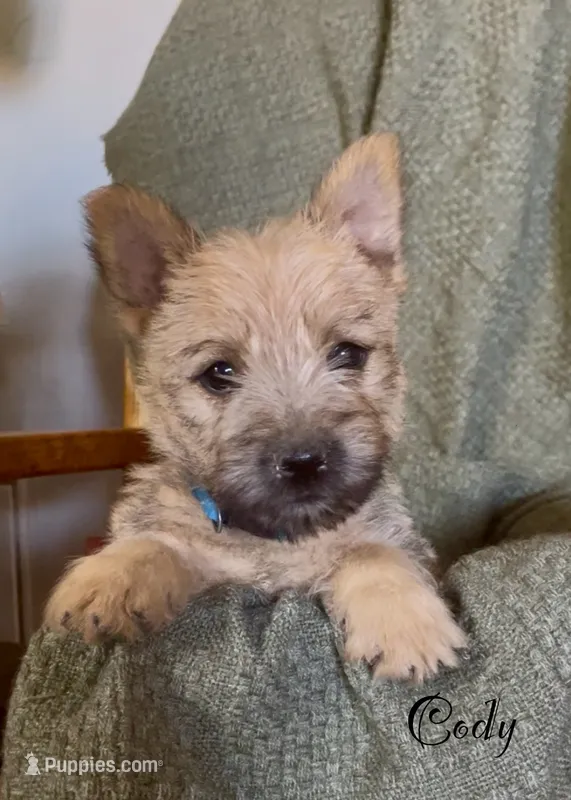 Cody – Cairn Terrier puppy for sale in Pueblo, CO