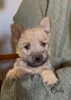 Cody, a male Cairn Terrier for sale in Pueblo, CO – 3 of 10