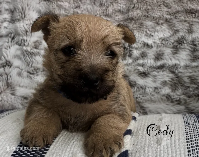 Cody – Cairn Terrier puppy for sale in Pueblo, CO