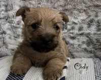 Cody, a male Cairn Terrier for sale in Pueblo, CO – 5 of 10
