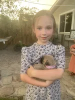Trixie, a female Cairn Terrier for sale in Pueblo, CO – 5 of 9