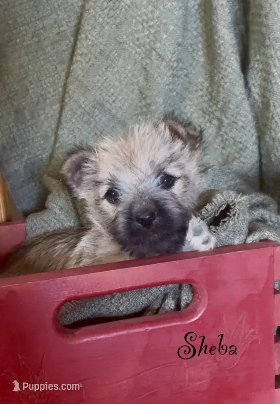 Sheba – Cairn Terrier puppy for sale in Pueblo, CO