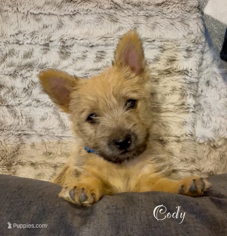 Cody – Cairn Terrier puppy for sale in Pueblo, CO