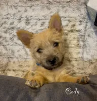 Cody, a male Cairn Terrier for sale in Pueblo, CO – 2 of 10