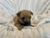 Cody, a male Cairn Terrier for sale in Pueblo, CO – 2 of 8