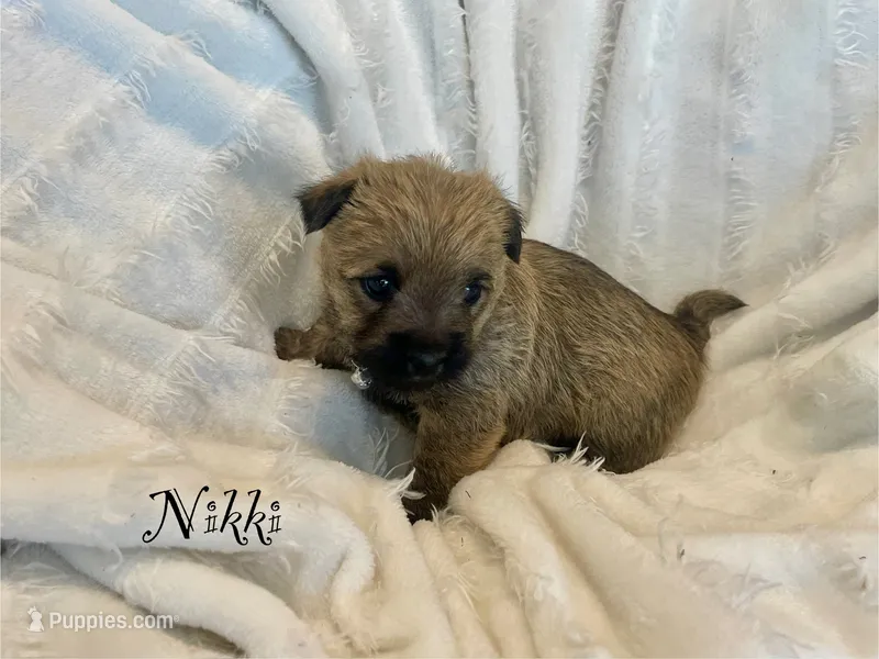 Nikki – Cairn Terrier puppy for sale in Pueblo, CO
