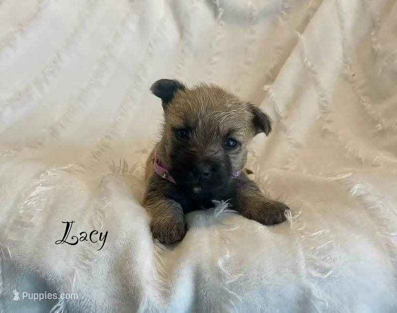 Lacy – Cairn Terrier puppy for sale in Pueblo, CO