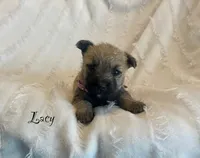 Lacy, a female Cairn Terrier for sale in Pueblo, CO – 1 of 8