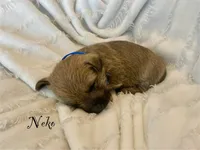 Neko, a male Cairn Terrier for sale in Pueblo, CO – 2 of 8